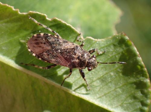 Heterogaster urticae